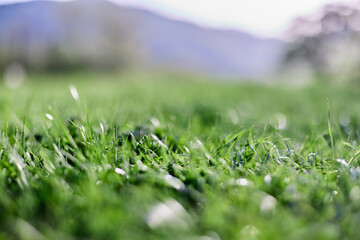 Leaves of green young grass on the background of the alpine mountains, a spring landscape close-up