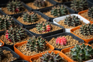 A small red cactus in a cactus planting tray.
