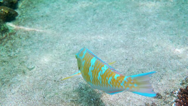 Underwater video of beautifully colored blue-barred parrotfish swimming among coral reefs. Parrot fish, Scarus ghobban, cream parrotfish, green blotched parrotfish in Andaman Sea. Marine life
