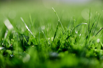 Obraz premium Green grass leaves in close-up, mock up and copy space