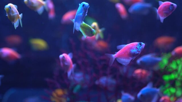 school of exotic colorful fish