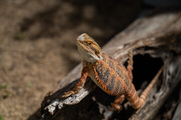 bearded dragon on ground with blur background