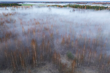 Young birch forest before the sunrise