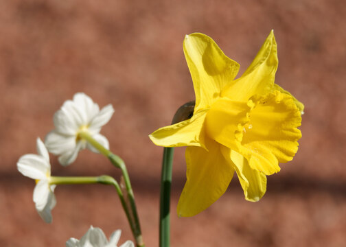 Daffodils