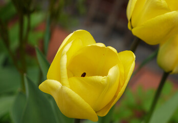 Zbliżenie kwiatu żółtego tulipana - obrazy, fototapety, plakaty