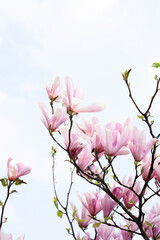 A branch of blooming magnolia against the sky
