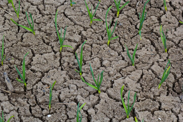Life in the village. The beds growing garlic. Dry ground