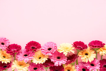 Border of colorful gerberas on a pink background. Mothers Day, Valentines Day, birthday concept
