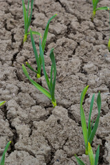 Life in the village. The beds growing garlic. Dry ground