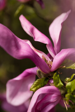 Pink magnolia flower close up