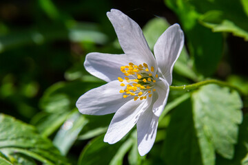 White springflowers of Anemone Nemorosa during a sunny day at forest floor during springtime