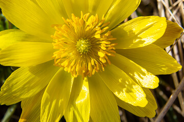 Adonis vernalis is a perennial flowering plant in sping garden. Adonis vernalis is a medicinal plant. Yellow Adonis flowers in natural background