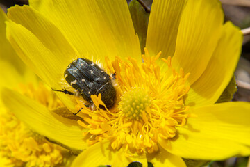Oxythyrea funesta on blooming adonis flower, Spring background, honey bee pollinating wild yellow...