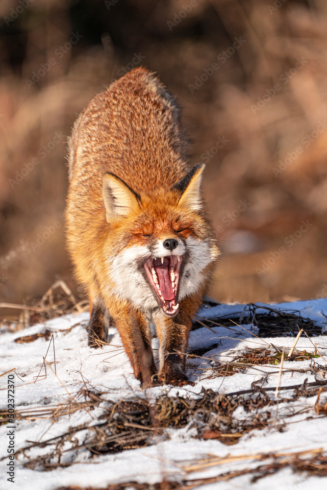 Wall mural Mammals - Red Fox (Vulpes vulpes), looking for something to eat in deep snow. Winter.