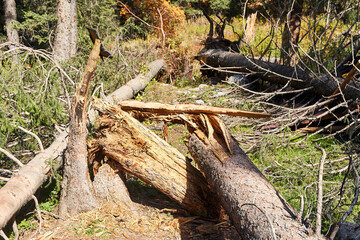 fallen fir trees after storm in forest