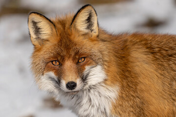 Mammals - Red Fox (Vulpes vulpes), looking for something to eat in deep snow. Winter.