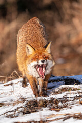 Mammals - Red Fox (Vulpes vulpes), looking for something to eat in deep snow. Winter.