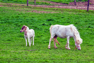 Obraz na płótnie Canvas pony and foal