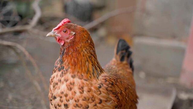 A very beautiful brown chicken with a small comb stands on the street close-up