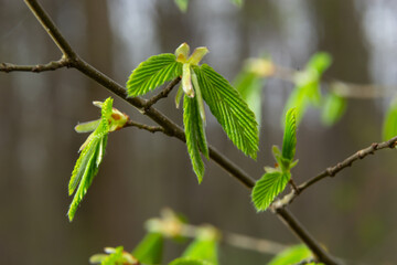 A tree branch with first leaves at spring. Carpinus orientalis.