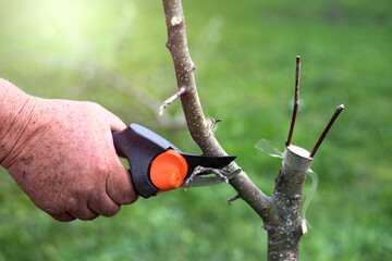 gardener`s hand prunes branches of a tree with pruning shears or secateurs. Man pruning tree with...