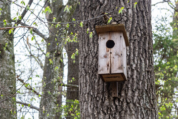 A wooden birdhouse on big old tree in park or forest in sunny spring day