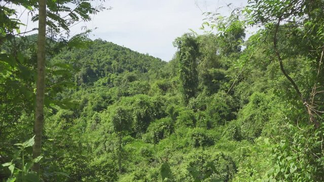 Jungle B-Roll - Dense Jungle Canopy. Slow pan across a dense jungle canopy. Filmed in Kaeng Krachan National Park, Thailand.