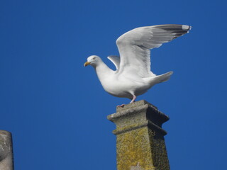 mouette sur toit et cheminé