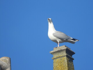 mouette sur toit et cheminé