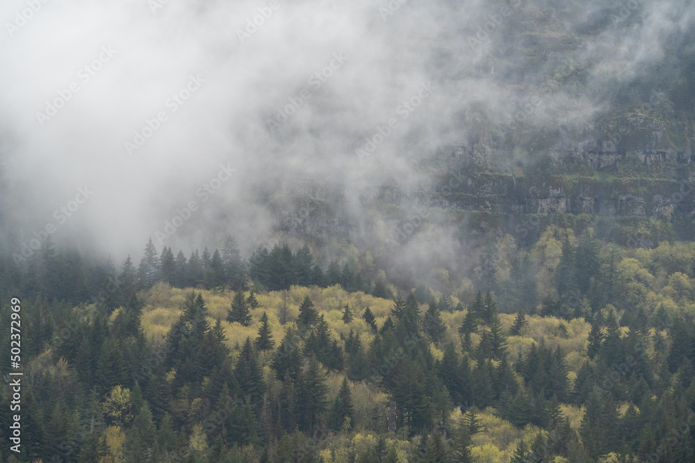 Wall mural Forest canopy in Washington State