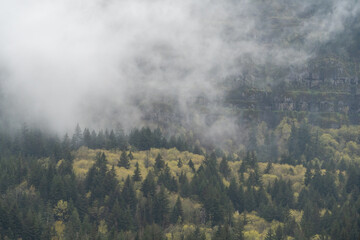 Forest canopy in Washington State