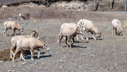 A herd of bighorn sheep (Ovis canadensis) grazing beside the highway near Exshaw, Alberta, Canada