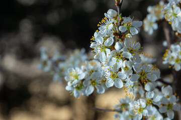 Blackthorn prunus spinosa sloe plant shrub white flower bloom blossom detail spring wild fruit