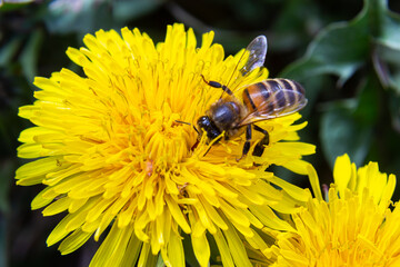 Closeup of the female of the Yellow-legged Mining Bee, Andrena flavipes on a yellow flower of dandelion , Taraxacum officinale - obrazy, fototapety, plakaty