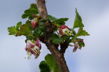 flowers gooseberry blooming on a branch of bush in garden closeup, nature background