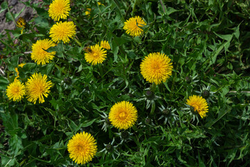 Obraz premium Honey bee on yellow Dandelion flower, Taraxacum yellow flowers nature background