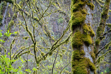 Moss covered branches in the pacific northwest