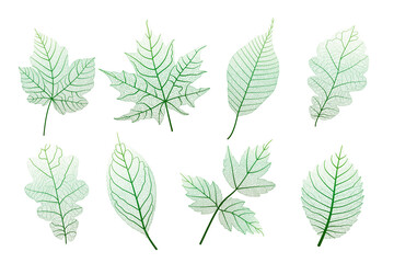 Set, green leaves veins. Vector illustration.