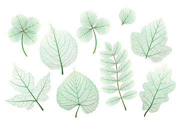 Set, green leaves veins. Vector illustration. - 502373540