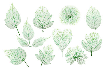 Set, green leaves veins. Vector illustration.