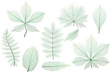 Set, green leaves veins. Vector illustration. - 502373543