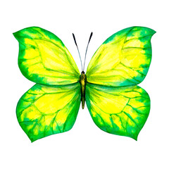 Watercolor butterfly with open wings yellow with green border, top view, hand-drawn, isolated on white.