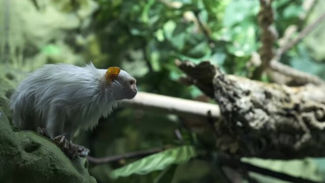 Common marmoset Callithrix jacchus. mico argentatus, cute little monkey is sitting on tree branch looking around. white-eared monkey with tuft. Zoo. Environmental protection. New World