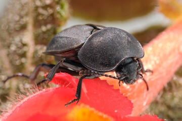 Insect beetle darkling