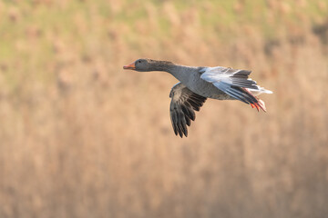 Graugans im Flug