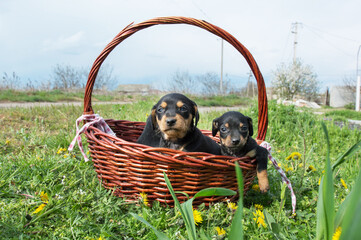 забавные щенки в корзине на зеленом лугу с одуванчиками. Домашние животные на открытом воздухе. Для статьи про собак, ветеринарная клиника. печать на календаре, блокнот, текстиль.