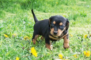 A small puppy looks at the camera on a green meadow. For an article about dogs, veterinary clinic. printing on a calendar, notepad, textiles.
