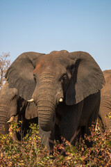 Fototapeta na wymiar Elephant close-up in the African wild.