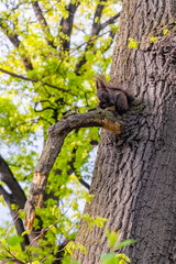 squirrel on tree