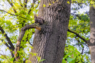 squirrel on tree